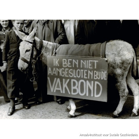 1-meistoet Antwerpen (jaren 1950).
Foto van Louis Van Cauwenbergh
