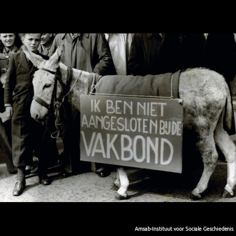 1-meistoet Antwerpen (jaren 1950).
Foto van Louis Van Cauwenbergh